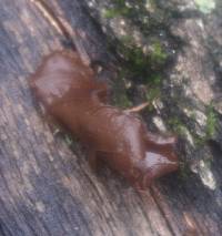 Auricularia auricula-judae image