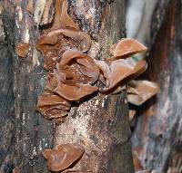 Auricularia auricula-judae image