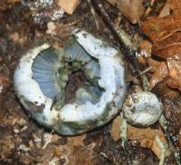 Lactarius indigo image