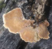 Trametes versicolor image