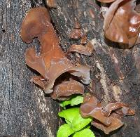 Auricularia auricula-judae image