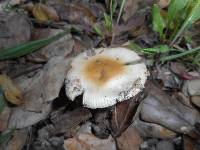 Amanita ocreata image