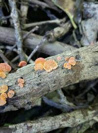 Favolaschia calocera image