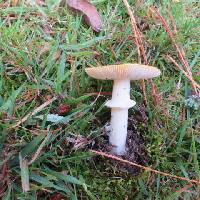 Amanita muscaria image