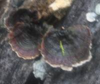 Trametes versicolor image