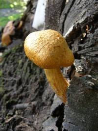 Gymnopilus junonius image