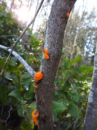 Dacrymyces chrysospermus image