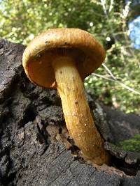 Gymnopilus junonius image