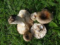 Russula amoenolens image