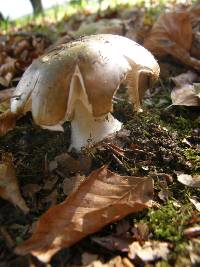 Amanita phalloides image