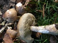 Leccinum scabrum image