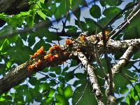 Auricularia auricula-judae image