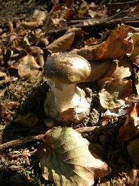 Amanita phalloides image