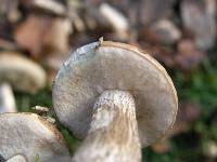 Leccinum scabrum image