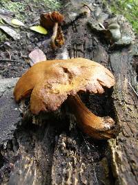 Gymnopilus junonius image