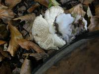 Amanita phalloides image