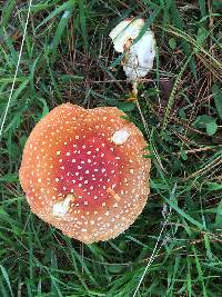 Amanita muscaria image