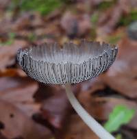 Coprinopsis lagopus image