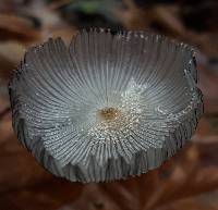 Coprinopsis lagopus image