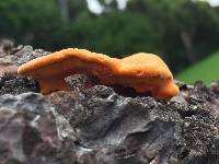 Pycnoporus coccineus image