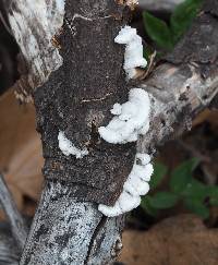 Schizophyllum commune image