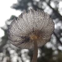 Coprinopsis lagopus image