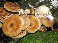 Armillaria limonea image