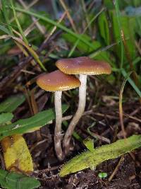 Psilocybe cyanescens image