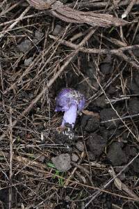 Cortinarius coneae image