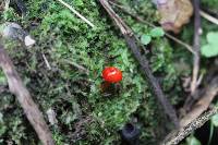 Mycena viscidocruenta image