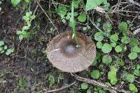 Amanita pekeoides image