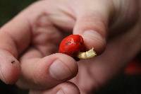 Leratiomyces erythrocephalus image