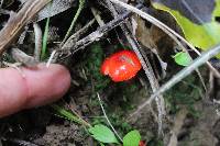 Mycena viscidocruenta image