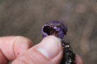 Cortinarius coneae image