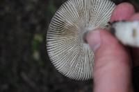 Amanita pekeoides image