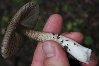 Amanita pekeoides image