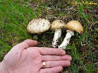 Amanita pantherina image