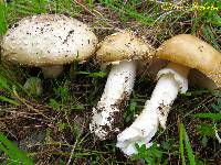 Amanita pantherina image