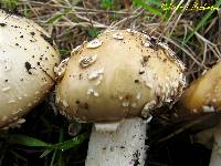 Amanita pantherina image