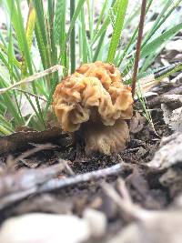 Morchella rufobrunnea image