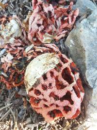 Clathrus ruber image