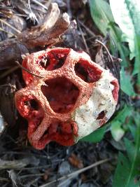 Clathrus ruber image