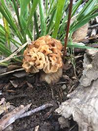 Morchella rufobrunnea image