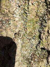 Physcia millegrana image