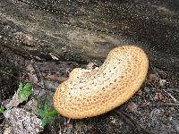 Polyporus squamosus image