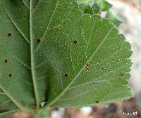 Puccinia malvacearum image