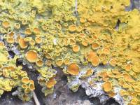 Xanthoria parietina var. parietina image