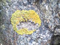 Xanthoria parietina var. parietina image