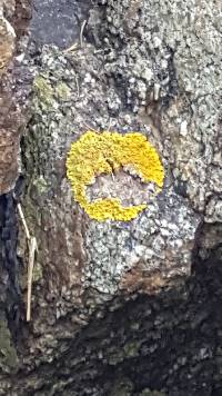 Xanthoria parietina var. parietina image