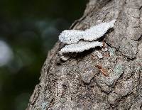 Schizophyllum commune image